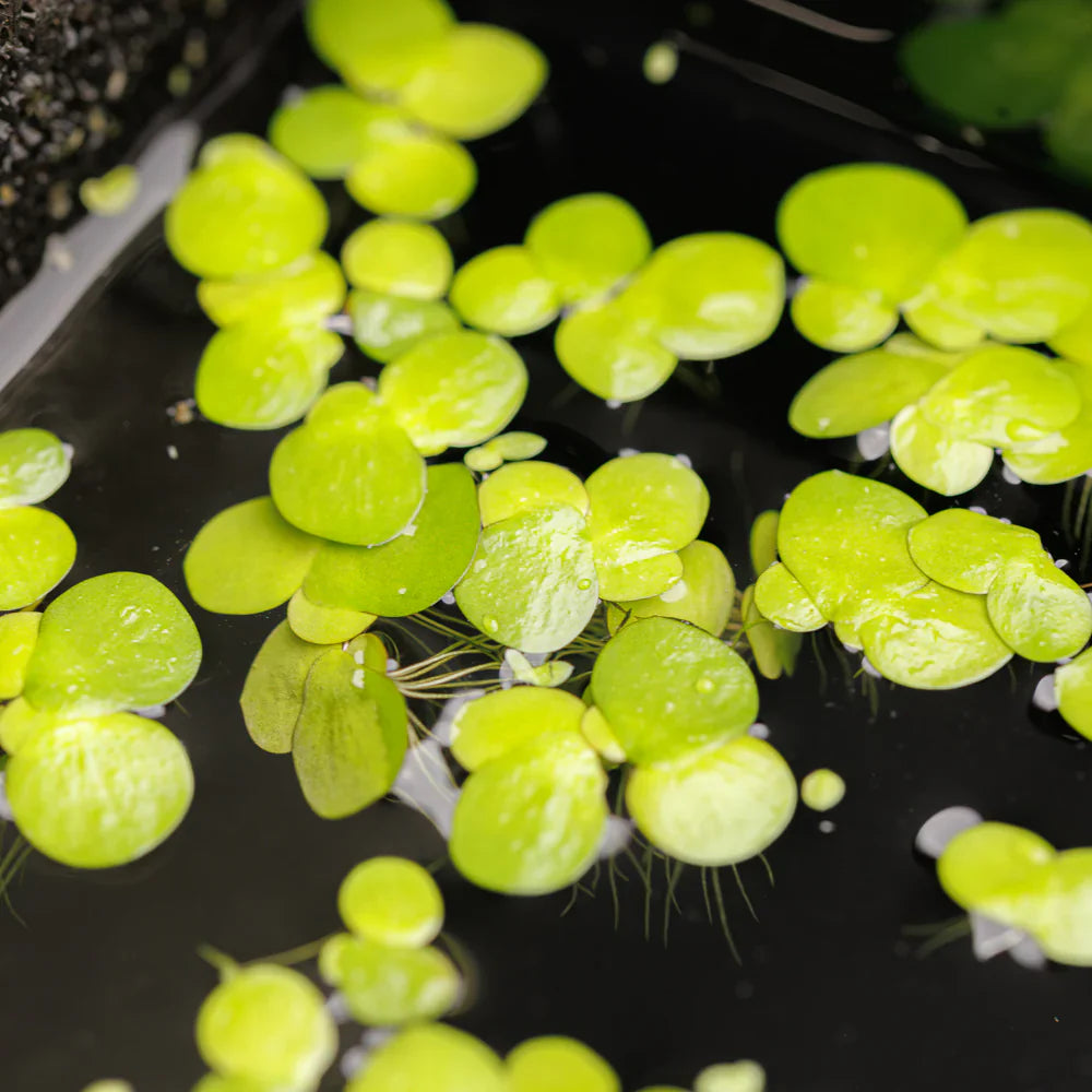 Giant Duck Weed 5cm x 5cm