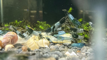 Green Rili Shrimp