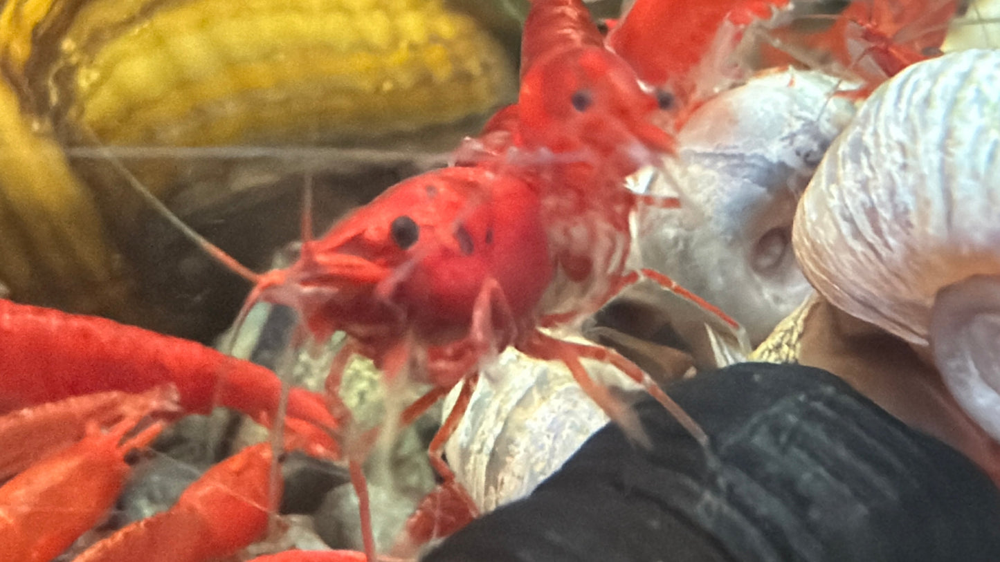 Fire Red Cherry Shrimp