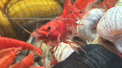 Fire Red Cherry Shrimp