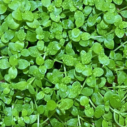 Nano Tank Plant Pack