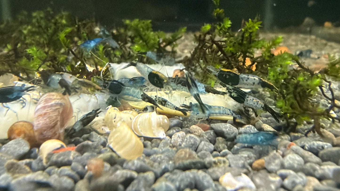 Green Rili Shrimp