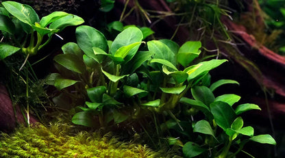 Nano Tank Plant Pack