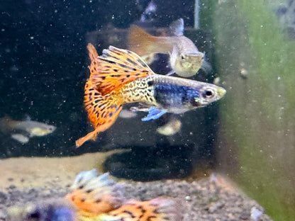 Red Steel Mosaic Guppy pair - Locally Bred