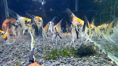 Red Devil Angelfish 3cm-4cm