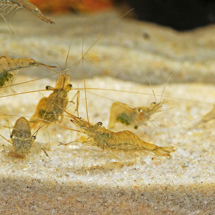 Ghost  Glass Shrimp