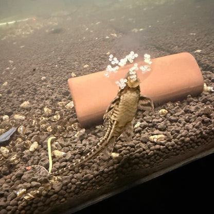 Whiptail Catfish Adult Pair 10cm ( Male + Female )