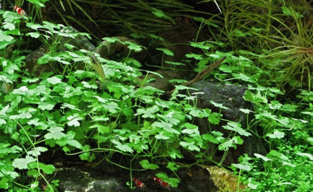Hydrocotyle tripartita ‘Micro’ Pot *UNCOMMON*
