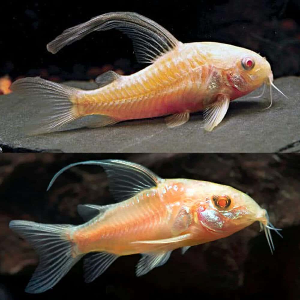 Longfin Albino Pepper Corydoras 2cm- 3cm - Locally Bred
