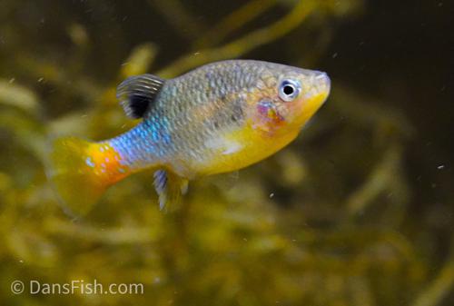 Redtail Splitfin Goodeid - 4cm Adult Pair (Xenotoca eiseni)