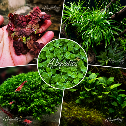 Nano Tank Plant Pack