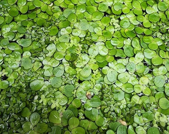 Giant Duck Weed  + Normal Duck Weed Mix  - 5cm x 5cm