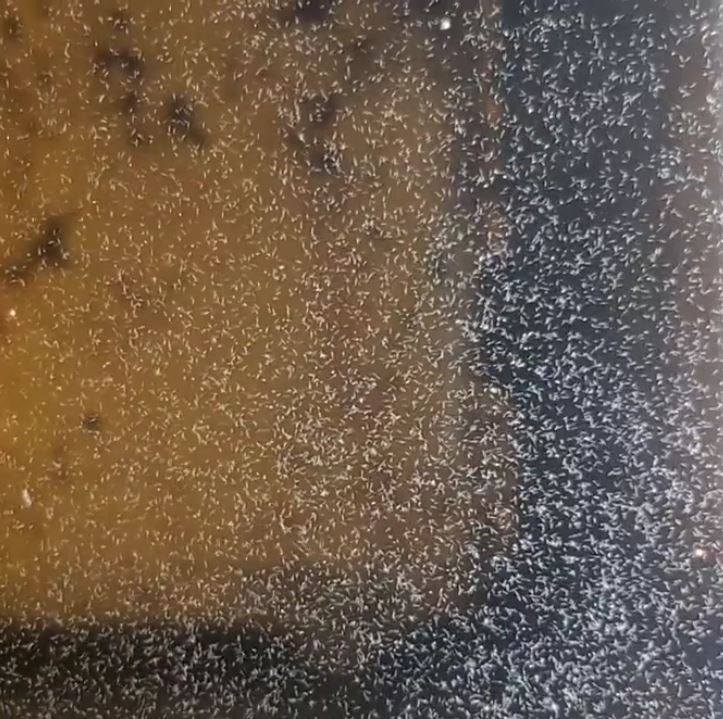 Paramecium Starter Culture For Fish Fry