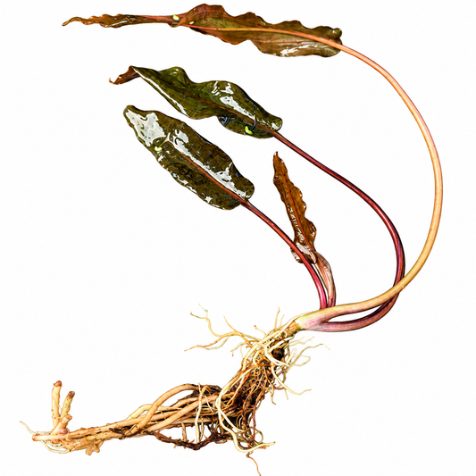Assorted Cryptocoryne Pinkish