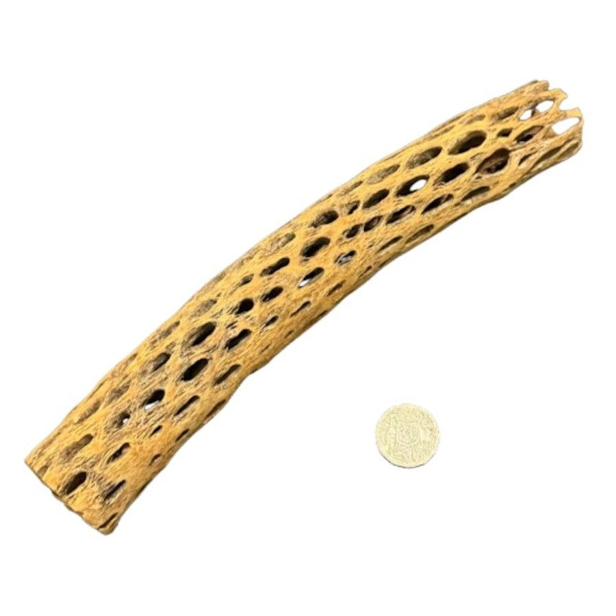 Teddy Cholla Wood 30CM By 5cm
