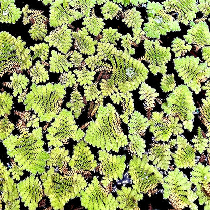 Azolla Floater - Mosquito Fern (5cm x 5cm )