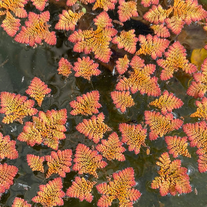 Azolla Floater - Mosquito Fern (5cm x 5cm )