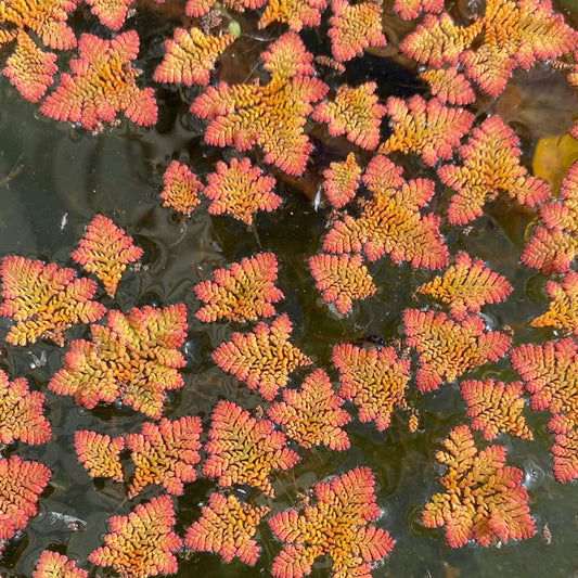Azolla Floater - Mosquito Fern (5cm x 5cm )