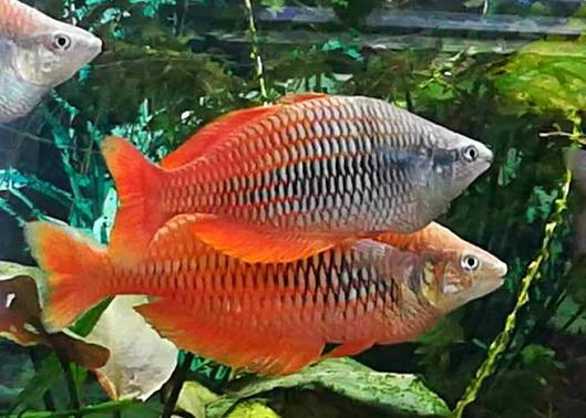 Lake Kurumoi Rainbowfish - M. Parva 3cm