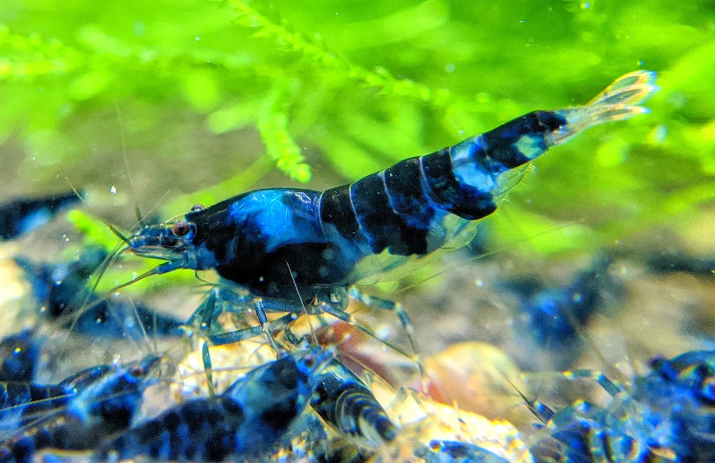 Blue Dragon Shrimp
