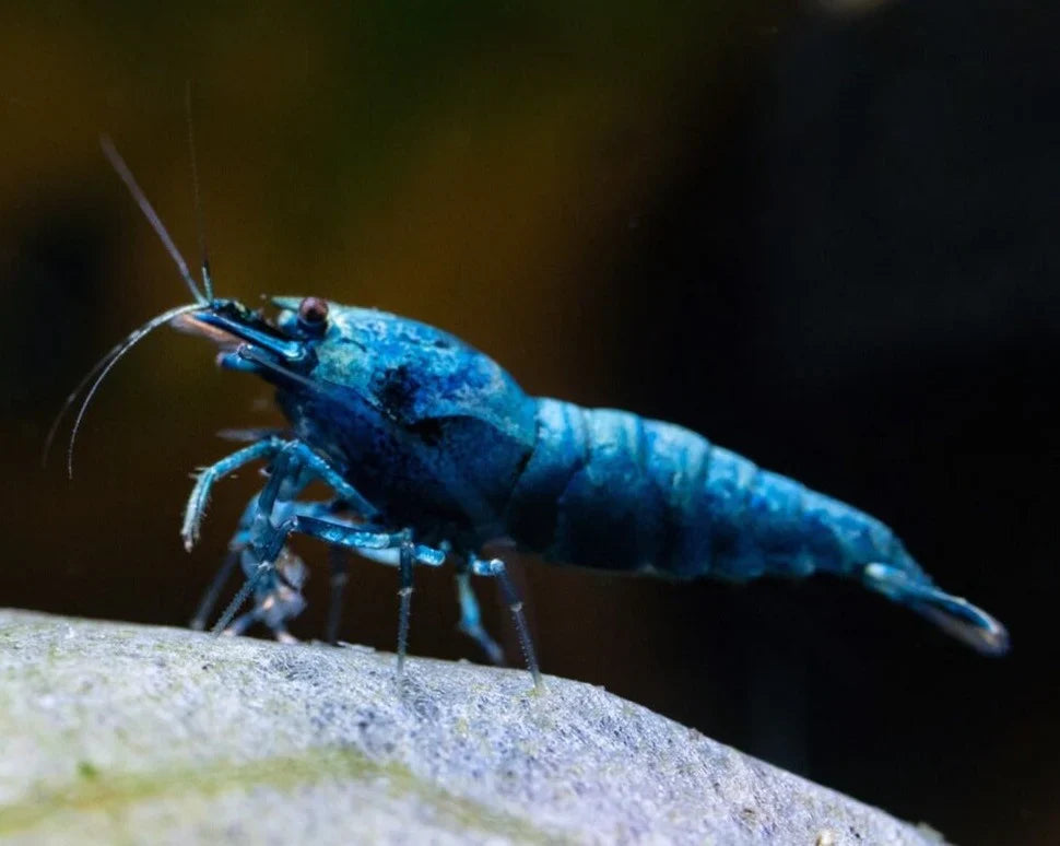 Extreme Blue Bolt Shrimp - Mix Size/Grade