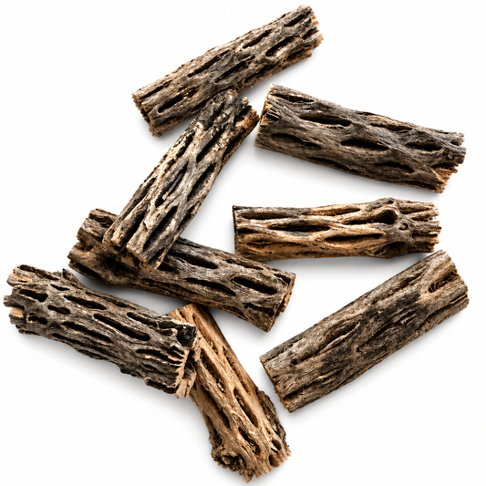 Mini Baby Cholla Wood 7CM-8CM