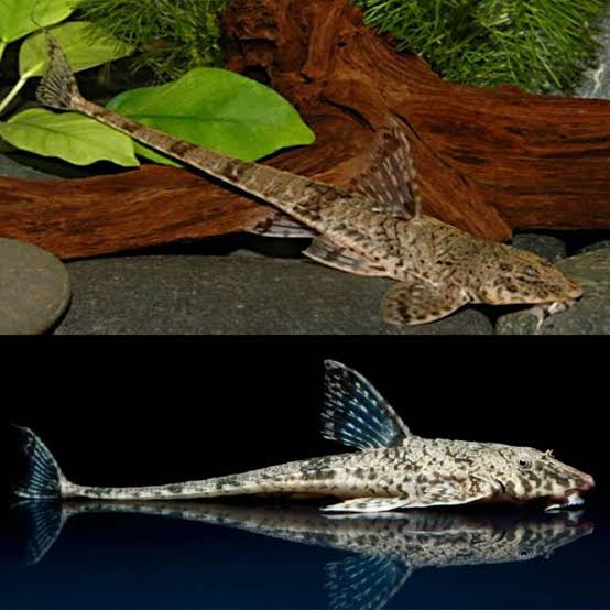 Whiptail Catfish Adult Pair 10cm ( Male + Female )