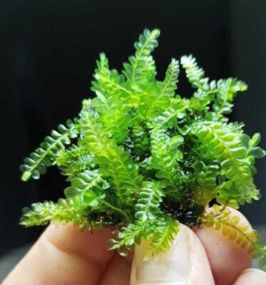 Cameroon Moss