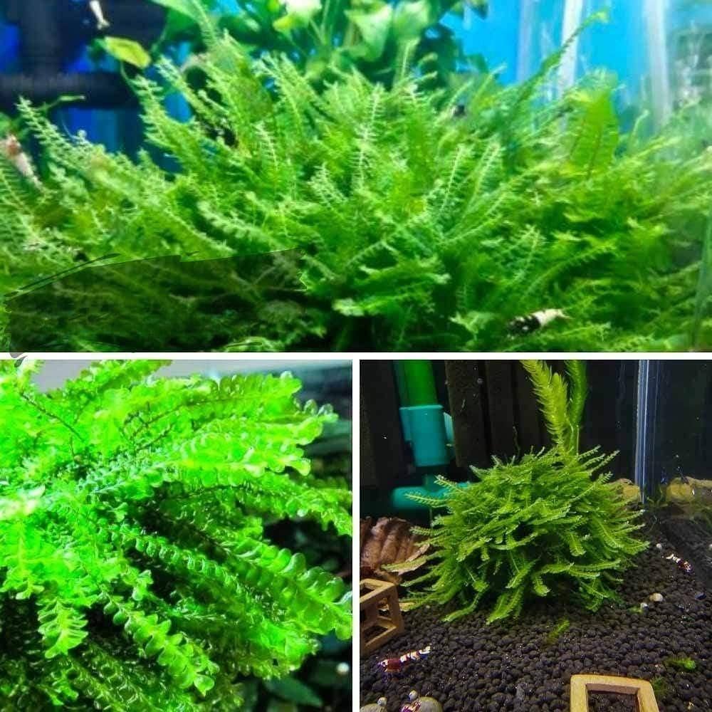 Cameroon Moss