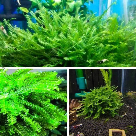 Cameroon Moss