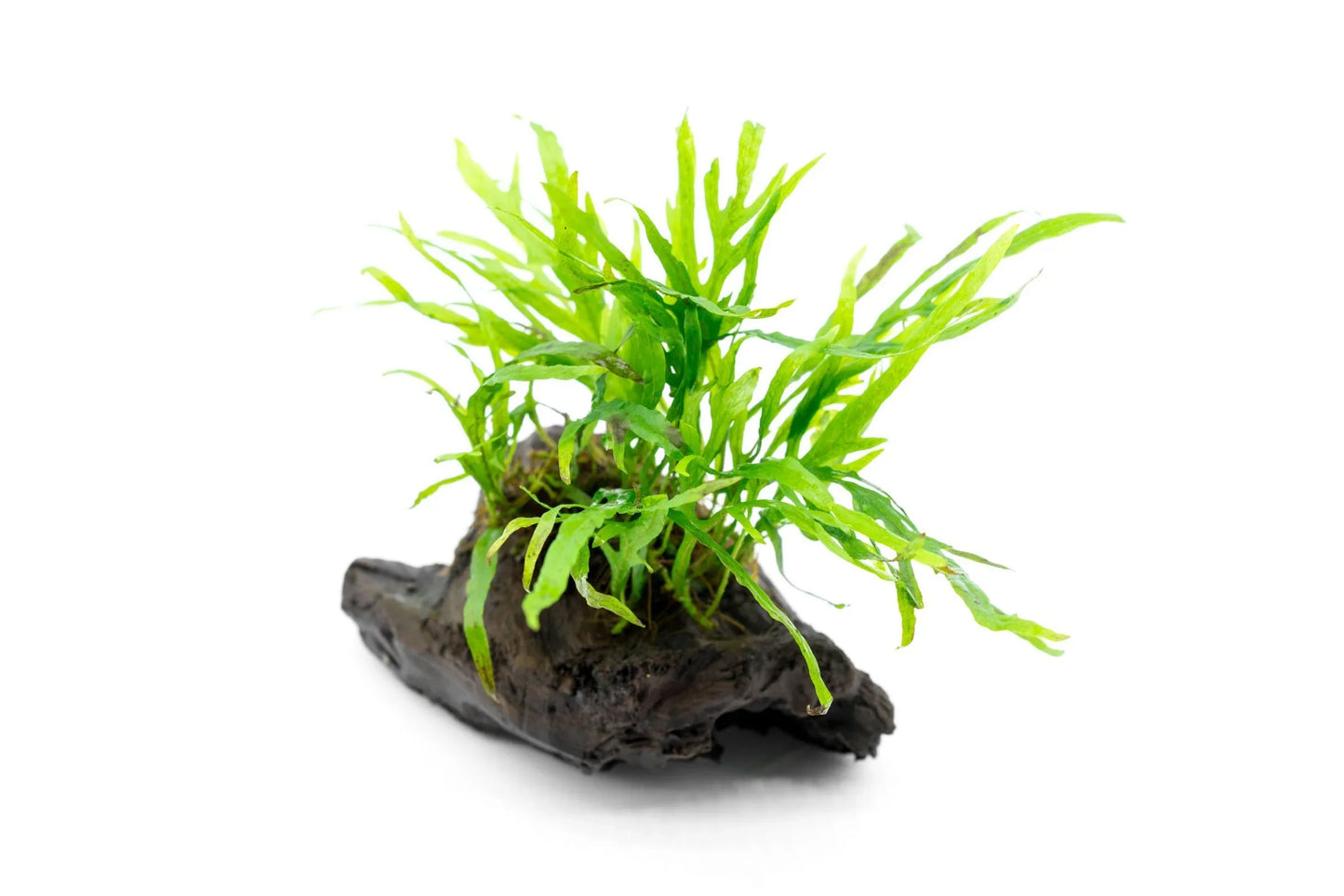 Trident Fern on Assorted Mini Driftwood