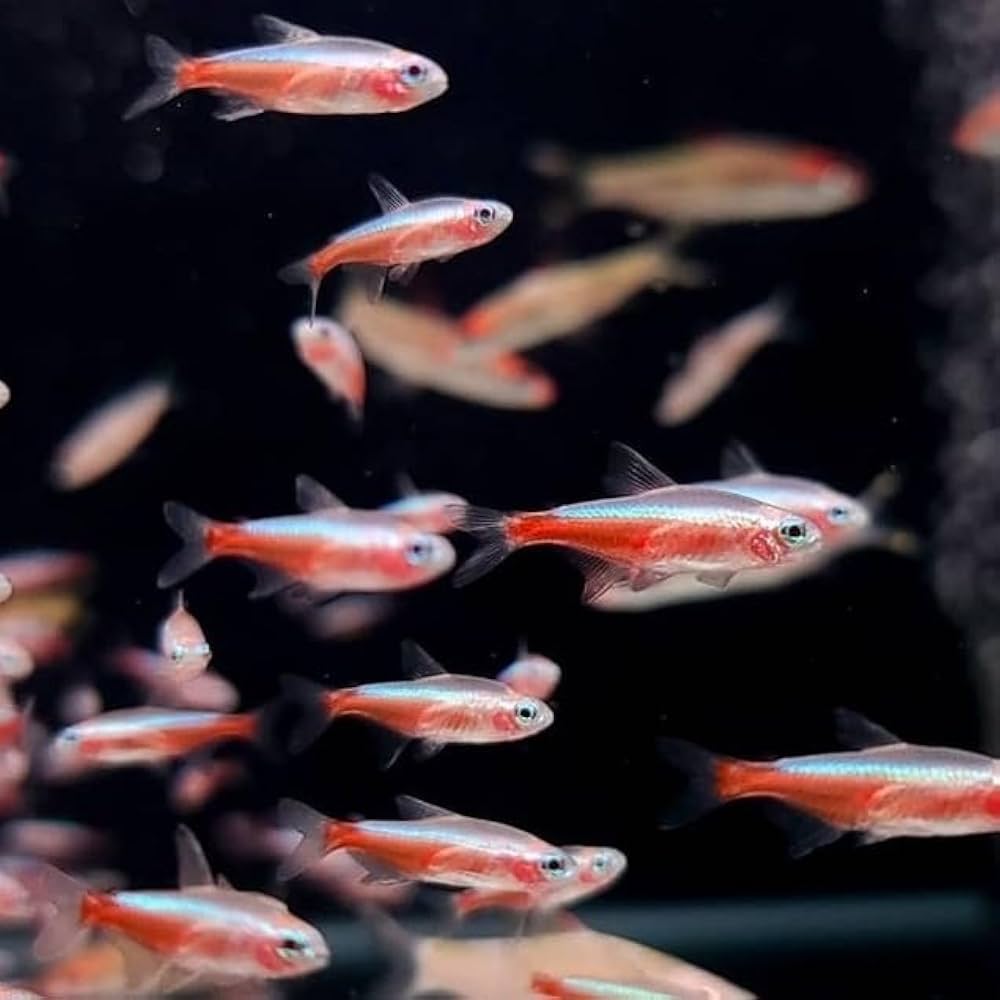ALBINO CARDINAL TETRA 2CM