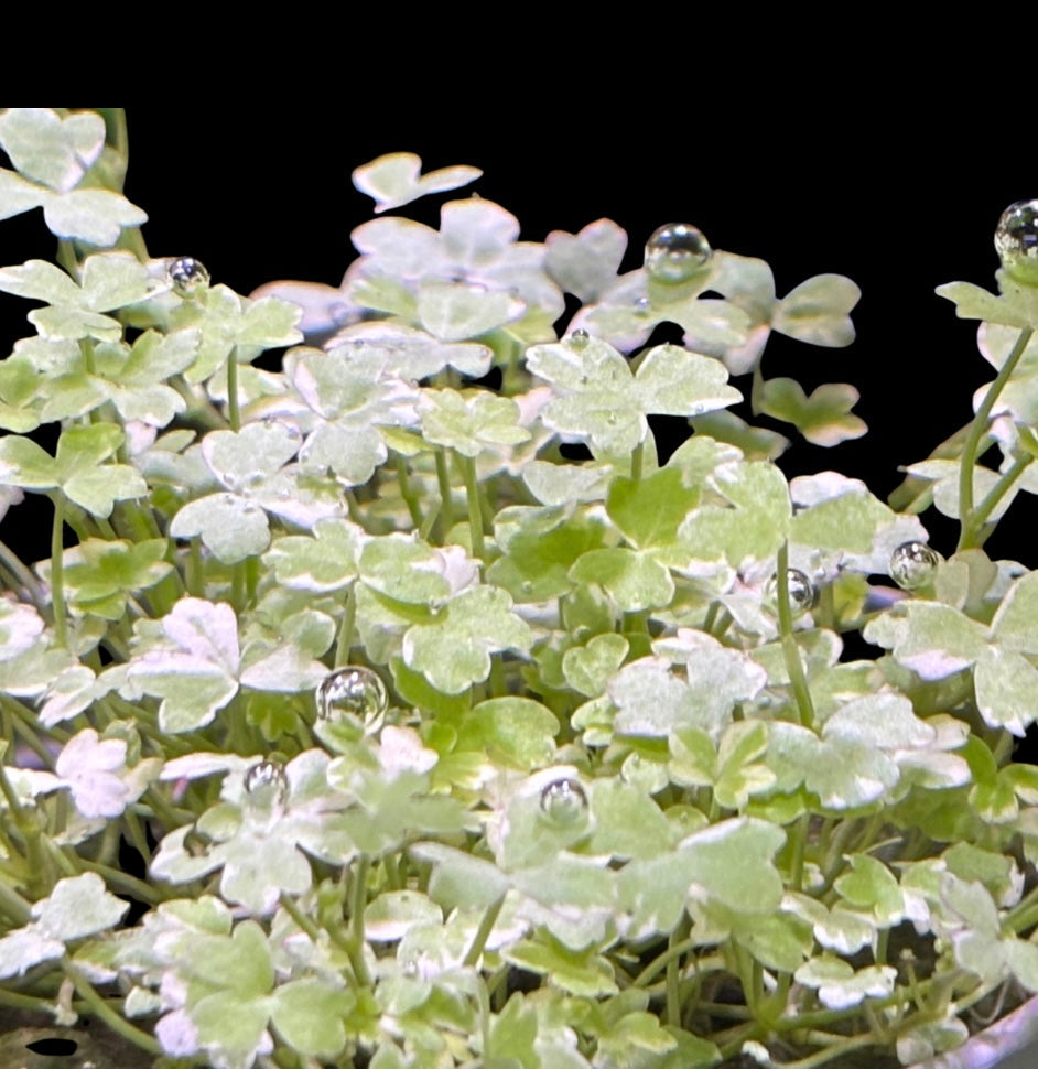 Hydrocotyle tripartita ‘Mini Variegated’ Pot – NEW/ RARE