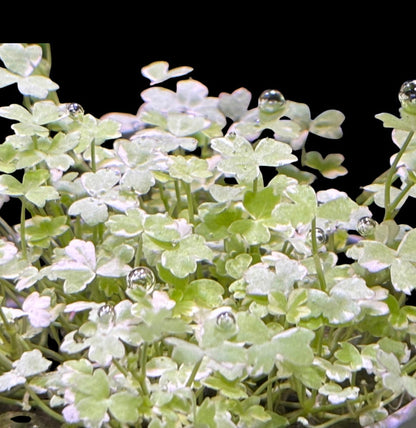 Hydrocotyle tripartita ‘Mini Variegated’ Pot – NEW/ RARE