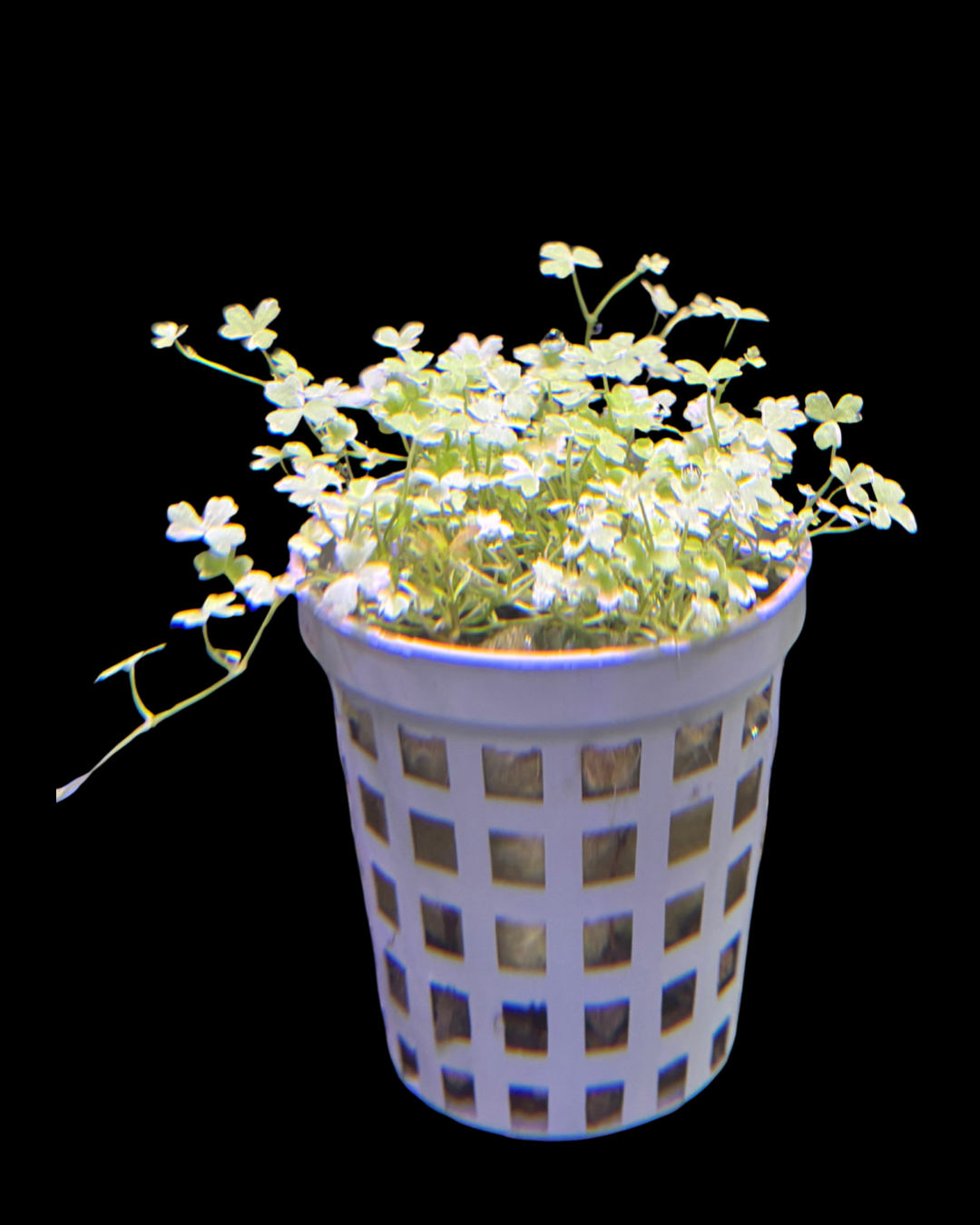 Hydrocotyle tripartita ‘Mini Variegated’ Pot – NEW/ RARE
