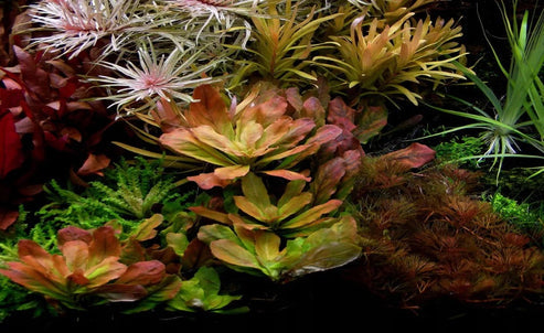 Ludwigia sphaerocarpa - UNCOMMON 5CM POT