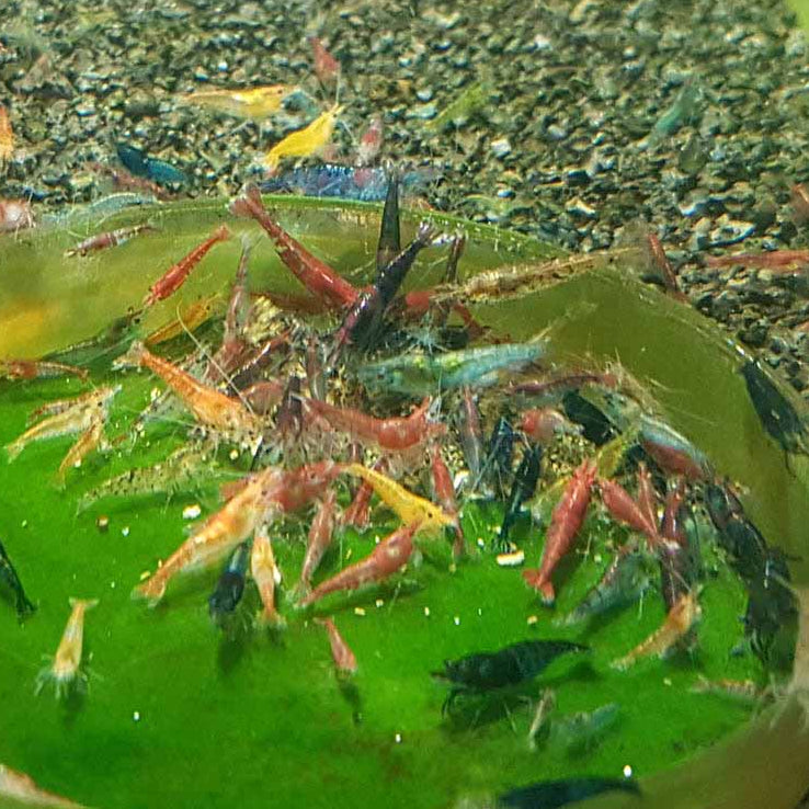 Mixed Shrimp Cull