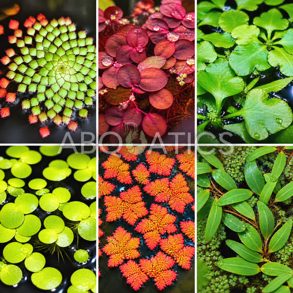 Ultimate Aquatic Floater Floating Plants Pack – 6 Varieties