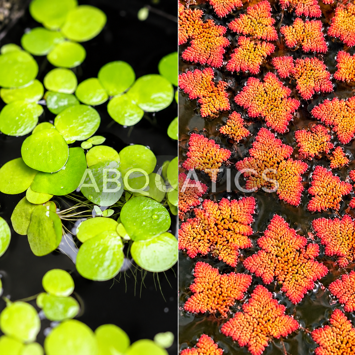 Giant Duck Weed 5cm x 5cm + Azolla Floater - Mosquito Fern (5cm x 5cm ) COMBO !!!