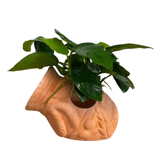 Green plant in a terracotta fish-shaped pot.