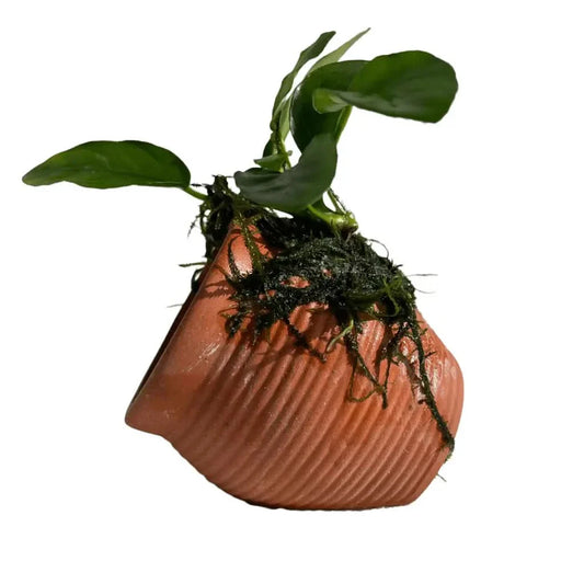 Aquatic plant in terracotta pot.