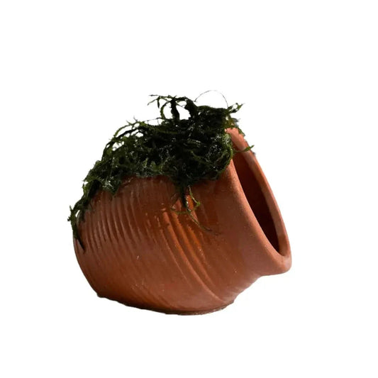 Terracotta pot with green moss.