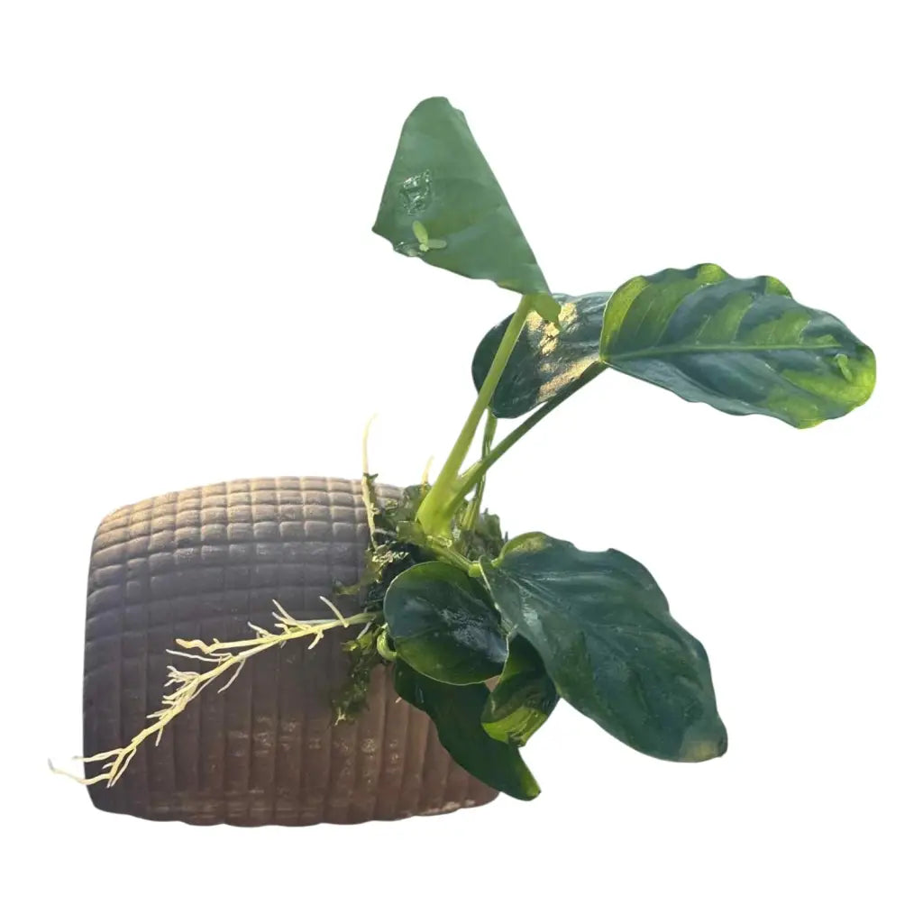 Potted green aquatic plant.
