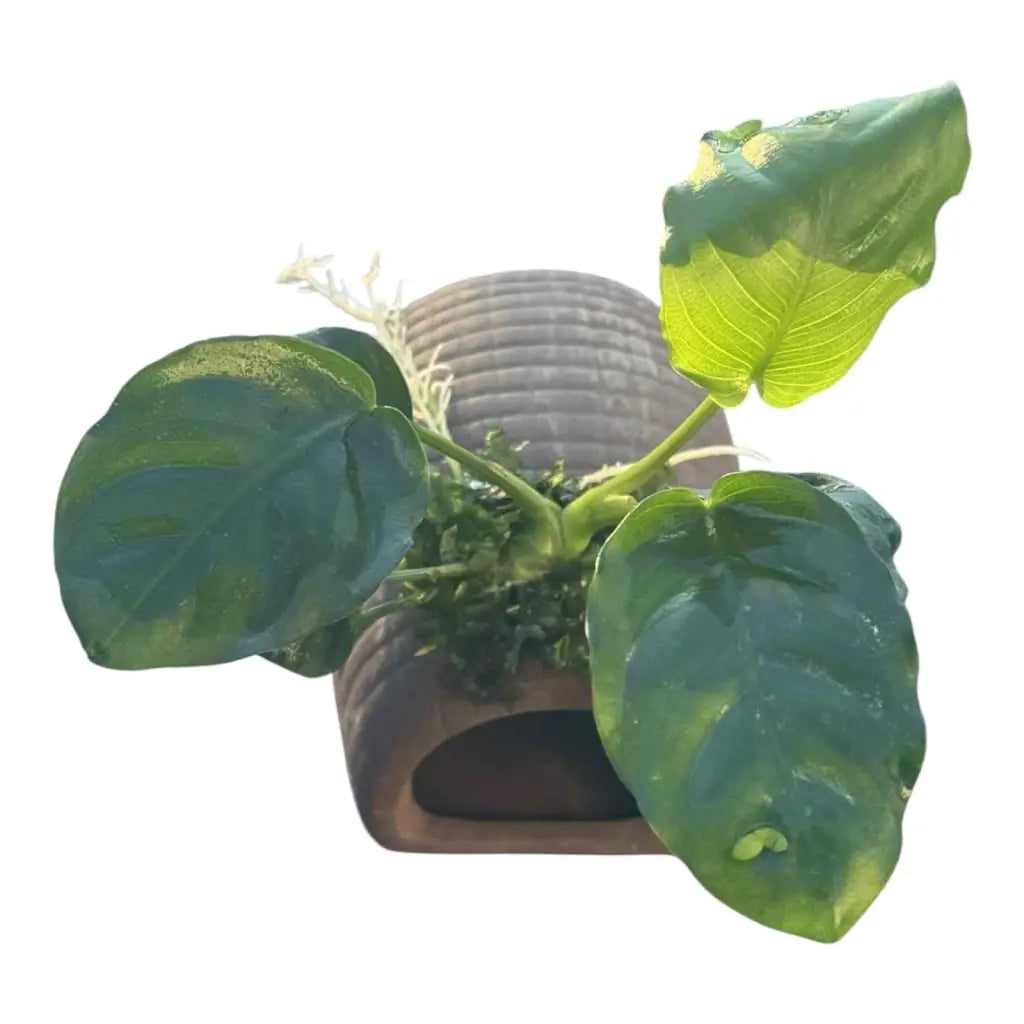 Aquatic plant with decorative cave.