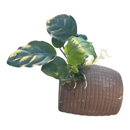 Aquatic plant on textured brown rock.
