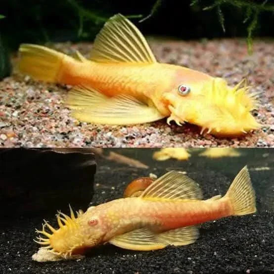Two golden bristlenose plecos.