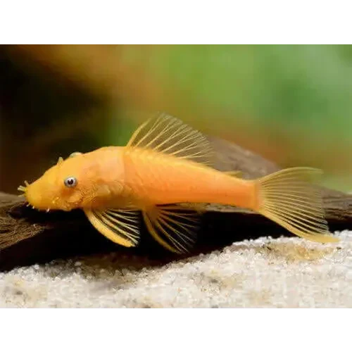 Golden bristlenose pleco.
