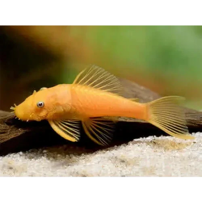 Golden bristlenose pleco.