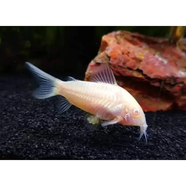 Albino corydoras catfish.