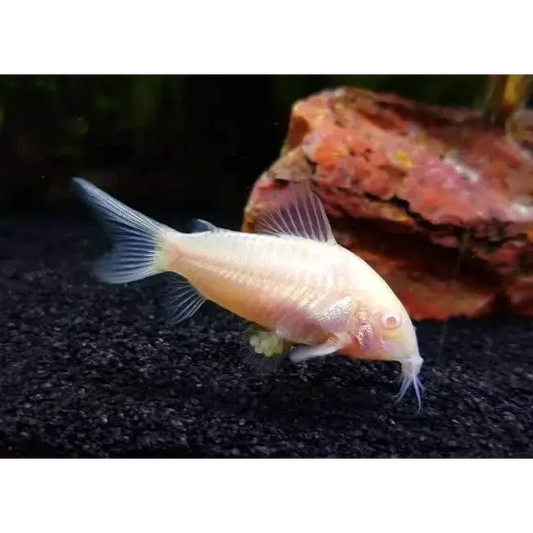 Albino corydoras catfish.